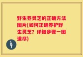 野生养灵芝的正确方法图片(如何正确养护野生灵芝？详细步骤一图道尽)