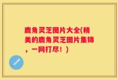 鹿角灵芝图片大全(精美的鹿角灵芝图片集锦，一网打尽！)