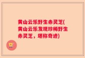 黄山云乐野生赤灵芝(黄山云乐发现珍稀野生赤灵芝，堪称奇迹)