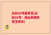 云科16号藏灵芝(云科16号：深山采摘的灵芝奇珍)