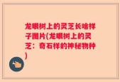 龙眼树上的灵芝长啥样子图片(龙眼树上的灵芝：奇石样的神秘物种)
