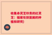 收集赤灵芝珍贵的红灵芝：福建石鼓苗圃的种植和研究)