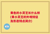 黄色的小灵芝长什么样(黄小灵芝的外观特征及形态特点简介)