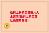 松树上长的灵芝图片大全高清(松树上的灵芝壮美照片集锦)