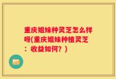重庆姐妹种灵芝怎么样呀(重庆姐妹种植灵芝：收益如何？)