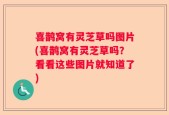 喜鹊窝有灵芝草吗图片(喜鹊窝有灵芝草吗？看看这些图片就知道了)
