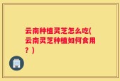 云南种植灵芝怎么吃(云南灵芝种植如何食用？)