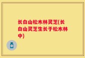 长白山松木林灵芝(长白山灵芝生长于松木林中)