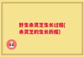 野生赤灵芝生长过程(赤灵芝的生长历程)