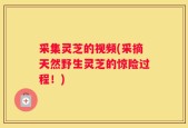 采集灵芝的视频(采摘天然野生灵芝的惊险过程！)