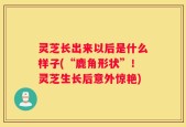 灵芝长出来以后是什么样子(“鹿角形状”！灵芝生长后意外惊艳)