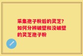 采集孢子粉后的灵芝？如何分辨破壁和没破壁的灵芝孢子粉