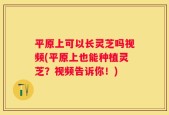 平原上可以长灵芝吗视频(平原上也能种植灵芝？视频告诉你！)