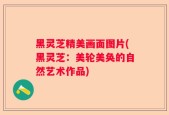 黑灵芝精美画面图片(黑灵芝：美轮美奂的自然艺术作品)