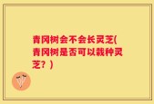 青冈树会不会长灵芝(青冈树是否可以栽种灵芝？)