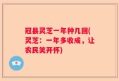 冠县灵芝一年种几回(灵芝：一年多收成，让农民笑开怀)
