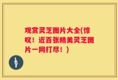 观赏灵芝图片大全(惊叹！近百张精美灵芝图片一网打尽！)