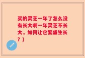 买的灵芝一年了怎么没有长大啊一年灵芝不长大，如何让它繁盛生长？)