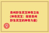 贵州野生灵芝神奇之处(神奇灵芝：探索贵州野生灵芝的神奇力量)