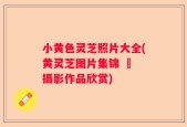 小黄色灵芝照片大全(黄灵芝图片集锦 – 摄影作品欣赏)