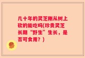 几十年的灵芝刚从树上砍的能吃吗(珍贵灵芝长期“野生”生长，是否可食用？)