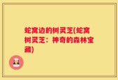蛇窝边的树灵芝(蛇窝树灵芝：神奇的森林宝藏)