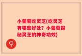小葡萄吃灵芝(吃灵芝有哪些好处？小葡萄探秘灵芝的神奇功效)