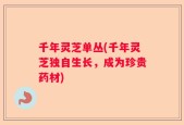 千年灵芝单丛(千年灵芝独自生长，成为珍贵药材)