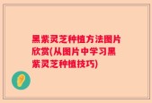 黑紫灵芝种植方法图片欣赏(从图片中学习黑紫灵芝种植技巧)