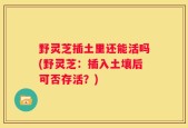 野灵芝插土里还能活吗(野灵芝：插入土壤后可否存活？)