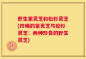 野生紫灵芝和松杉灵芝(珍稀的紫灵芝与松杉灵芝：两种珍贵的野生灵芝)