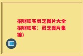 招财旺宅灵芝图片大全招财旺宅：灵芝图片集锦)