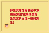 野生灵芝怎样洗的干净视频(教你正确洗洁野生灵芝的方法—视频演示)