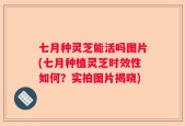 七月种灵芝能活吗图片(七月种植灵芝时效性如何？实拍图片揭晓)