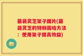 菌袋灵芝架子图片(菌袋灵芝的特别栽培方法：使用架子提高效益)