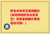 野生白肉灵芝鉴别图片(如何辨别野生白肉灵芝？实用鉴别图片帮你轻松识别！)