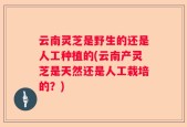 云南灵芝是野生的还是人工种植的(云南产灵芝是天然还是人工栽培的？)