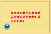 云南文山灵芝山药图片云南文山常见食材：灵芝与山药)