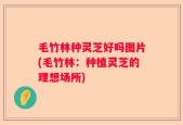 毛竹林种灵芝好吗图片(毛竹林：种植灵芝的理想场所)