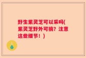 野生紫灵芝可以采吗(紫灵芝野外可摘？注意这些细节！)