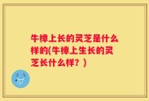 牛樟上长的灵芝是什么样的(牛樟上生长的灵芝长什么样？)