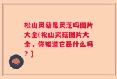松山灵菇是灵芝吗图片大全(松山灵菇图片大全，你知道它是什么吗？)