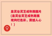 泉灵谷灵芝成熟期图片(泉灵谷灵芝成熟期展现绚烂色彩，震撼人心！)