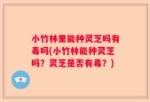 小竹林里能种灵芝吗有毒吗(小竹林能种灵芝吗？灵芝是否有毒？)