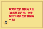 观赏灵芝位置图片大全(详解灵芝产地：全景视野下的灵芝位置图片一览)