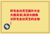 野生金边灵芝图片大全大图高清(高清大图展示野生金边灵芝的全貌)