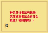 种灵芝怕老鼠吗视频(灵芝遇到老鼠会有什么反应？视频揭晓！)