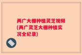 两广大棚种植灵芝视频(两广灵芝大棚种植实况全纪录)