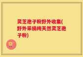 灵芝孢子粉野外收集(野外采摘纯天然灵芝孢子粉)