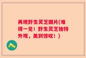 再现野生灵芝图片(难得一见！野生灵芝独特外观，美到惊叹！)